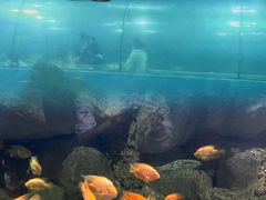 -苏州海洋馆