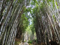 -黄埔油麻山森林公园