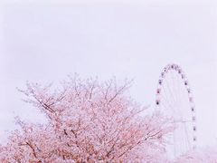 -顾村公园
