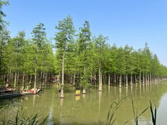 -泗洪洪泽湖湿地景区