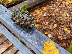 -五营红松林海景区