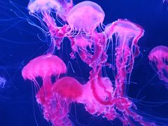 -珠海长隆海洋王国