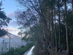 -前小桔亲子创意农场·草莓采摘·露营烧烤