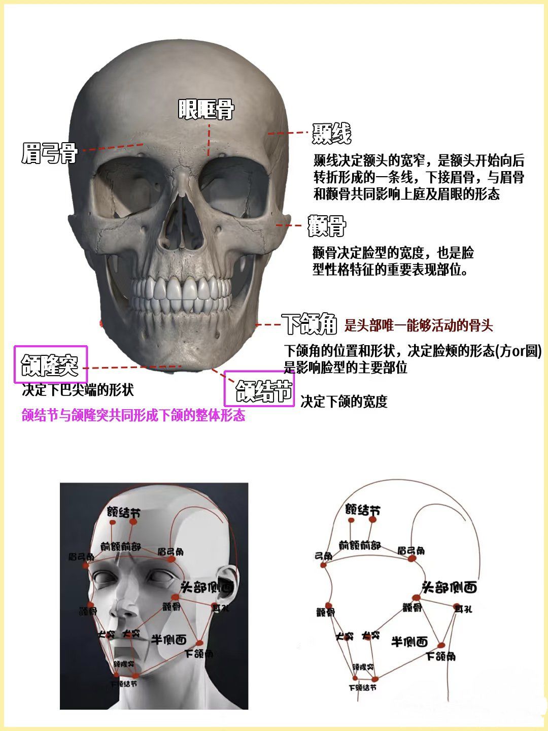 捏脸十几年的骨相知识点

头部骨