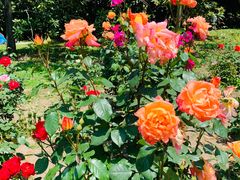 -上海共青森林公园