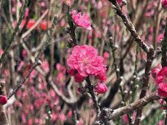 -桃花涧