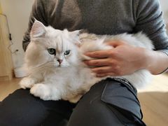 -猫腻·猫咖·撸猫馆(星光大道店)