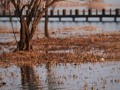 -苏州太湖湖滨国家湿地公园
