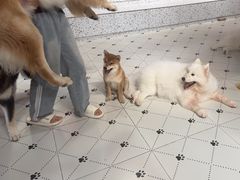 -毛绒耶耶撸宠馆·猫咖·狗咖·荷兰猪咖