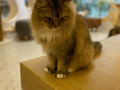 -猫域·湾主题猫咖·宠物吧(南坪城市广场店)