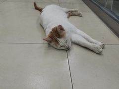 -宠福鑫康馨动物医院·骨科·眼科
