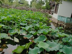 -无锡蠡湖国家湿地公园-蠡园