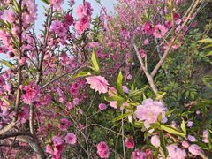 -北京西山国家森林公园