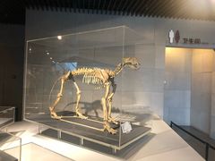 -北京周口店北京人遗址博物馆