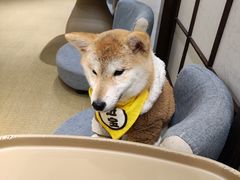 -逗柴咖啡屋·狗咖猫咖宠物桌游