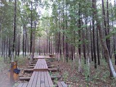 -昆山城市生态森林公园