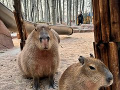 -北京野生动物园