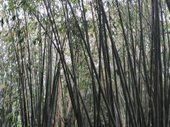 -成都杜甫草堂博物馆
