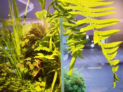 -甜心闲生传统手工冰粉(奎星楼店)