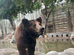-灵玲国际马戏城