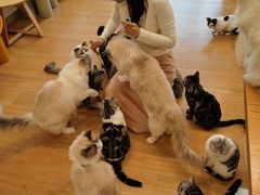 -有喵·猫咖·狗咖·30几只猫10只小狗(岗厦店)