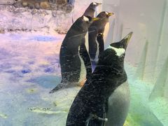 -芜湖新华联大白鲸海洋公园