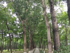 -大兴滨河森林公园