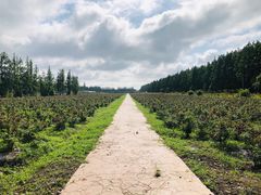-上海长兴岛郊野公园