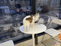 -怪兽屋·羊驼·猫咖·狗咖(俊华广场店)