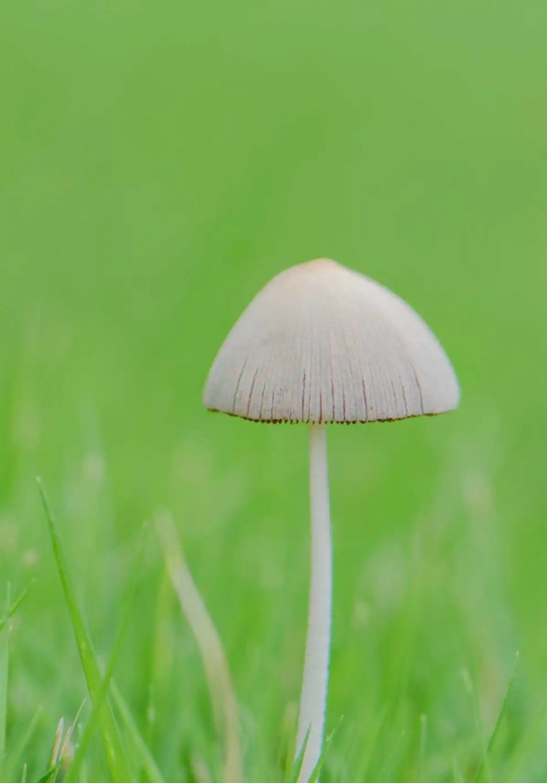 菌菇伞