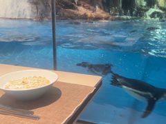 -帝企鹅自助餐厅•儿童岛•真企鹅(长隆企鹅酒店)