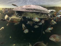 -大阪海游馆