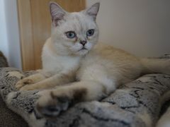 -猫腻·猫咖·撸猫馆(星光大道店)
