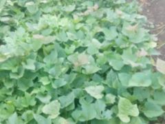 -金明姬铁锅炖(东坝店)