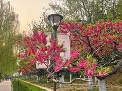 -元大都城垣遗址公园