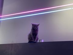 -极木²邸 人与宠物·互动社区