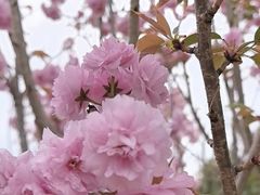 -天适樱花悠乐园