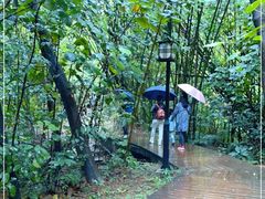 -大屏嶂森林公园