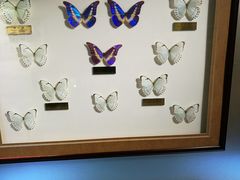 -上海昆虫博物馆