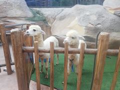 -杭州开元森泊度假乐园