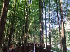 -山王坪喀斯特国家生态公园