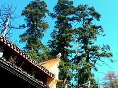 -天目山大树王景区