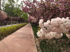 -大兴滨河森林公园