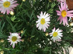 iphone_upload_pic-漫渡庄绿岛花园•隐世庭园菜(滨湖店)