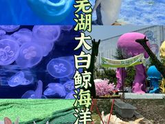 -芜湖新华联大白鲸海洋公园