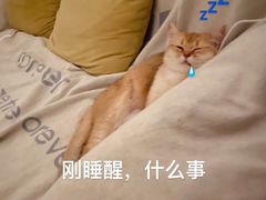 -东方名猫馆·英短金渐层布偶猫舍(环线广场1号楼店)