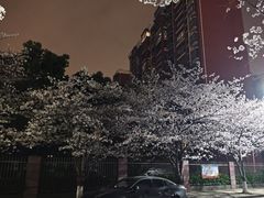 -高东镇樱花园