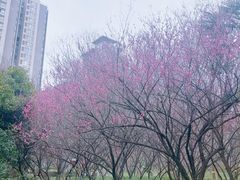 -木塔寺遗址生态公园