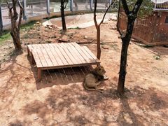 -昆明动物园