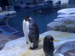 -上海海昌海洋公园